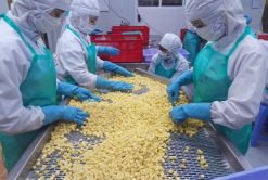 Frozen Sweet Potato Production Team Vietnam – Agrifood Link VN