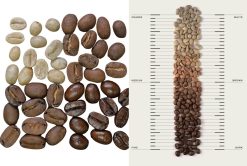 Screen Size Comparison – Roasted Robusta Coffee Beans Vietnam