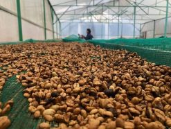 Robusta Coffee Beans Production in Vietnam – Agrifood Link VN