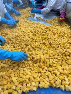 Frozen Mango Quality Inspection in Vietnam – Agrifood Link VN