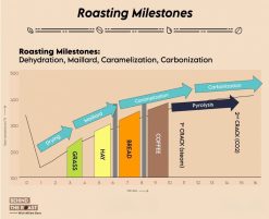 Roasted Arabica Coffee Beans Roast Profile Chart – Vietnam Agrifood Link VN