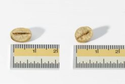 Robusta Coffee Beans Size Screening – Agrifood Link VN