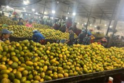 Soft Dried Mango Raw Mangoes from Vietnam – Agrifood Link VN