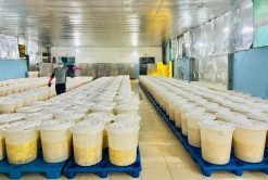 Soft Dried Mango Production Process Vietnam – Agrifood Link VN