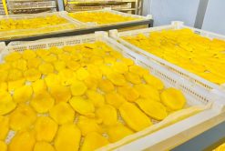 Soft Dried Mango Drying Stage Vietnam – Agrifood Link VN