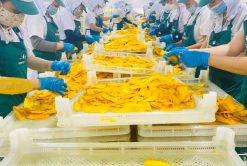 Soft Dried Mango Packing in Vietnam – Agrifood Link VN