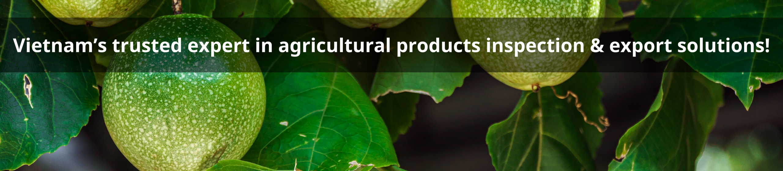 Professional Vietnam agricultural QC services – trusted inspection and quality control solutions